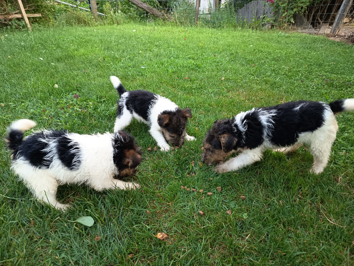 Des Tricolores De La Bourelle - Chiots disponibles - Fox Terrier Poil Dur